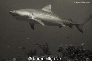 Tiger Beach
Tiger Shark watching me watching her. This i... by Karen Allgrove 
